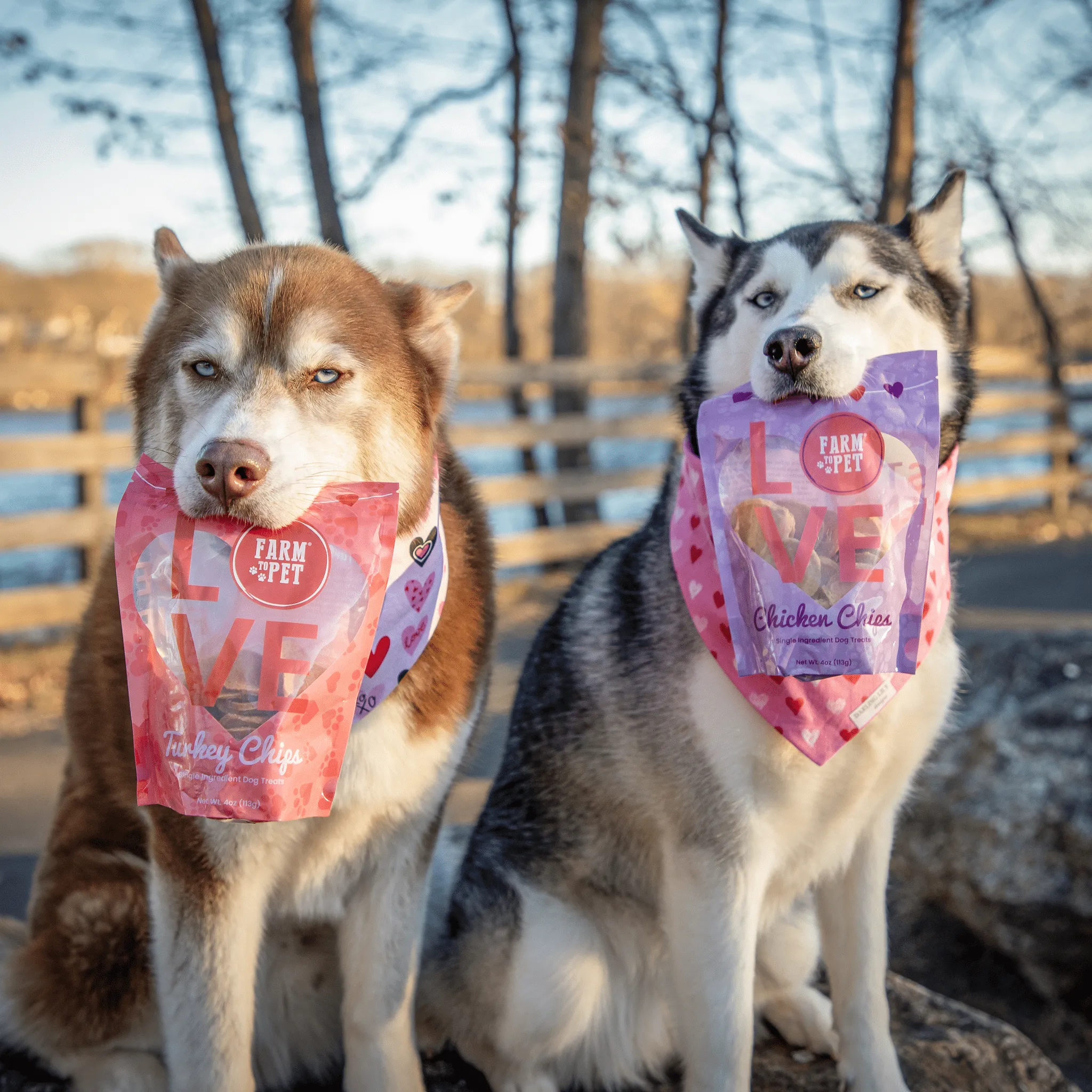 Dog Valentine Love Chips Bundle