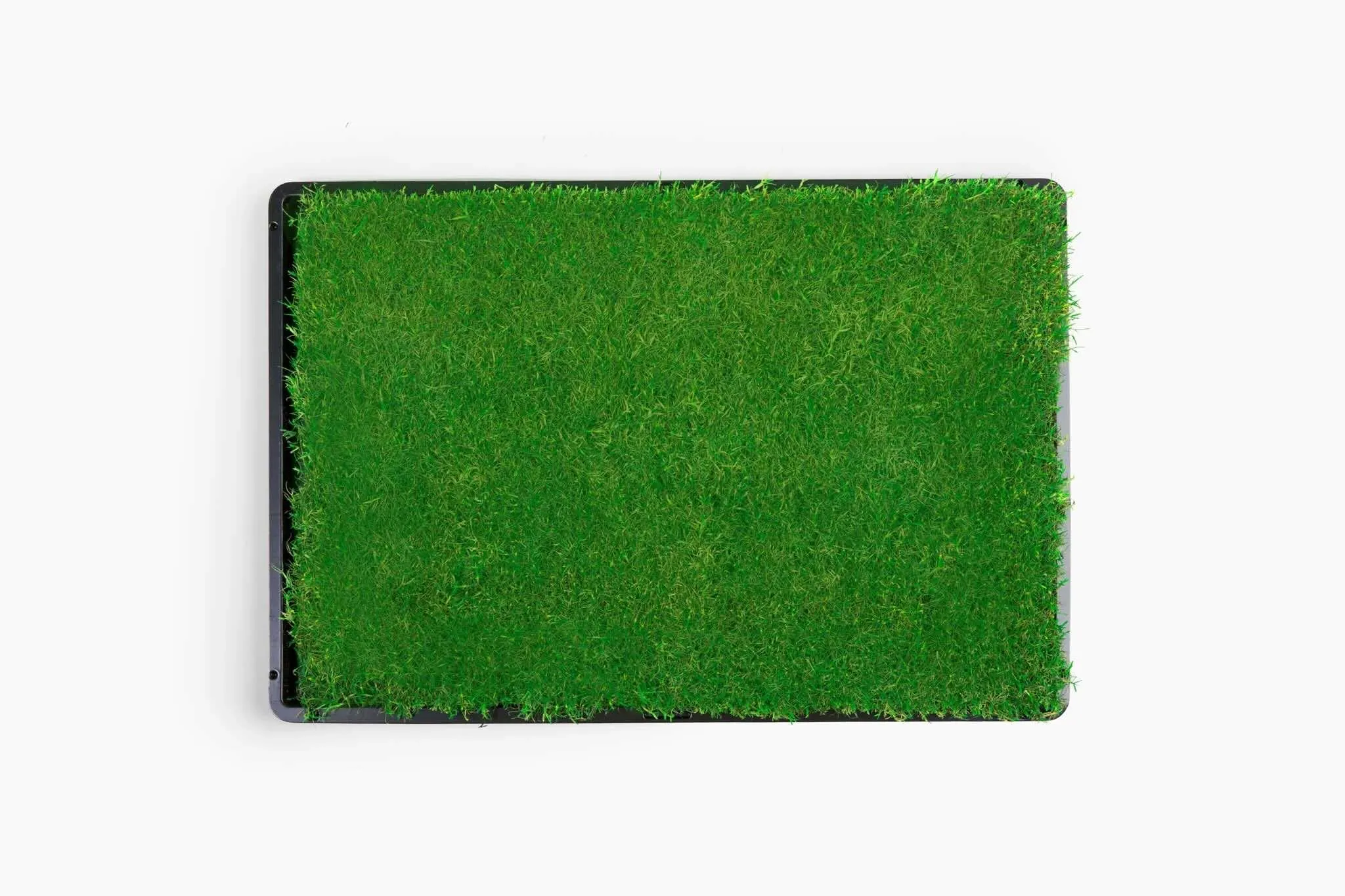 Gotta Go Grass with Tray   Treat