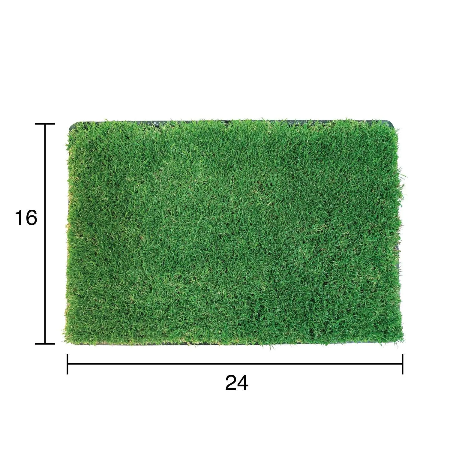 Gotta Go Grass with Tray   Treat