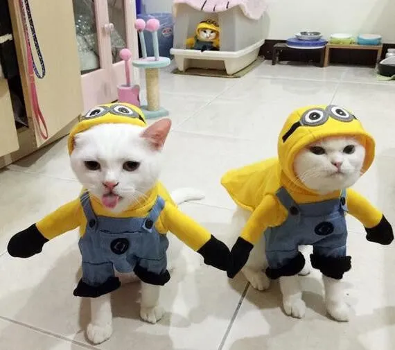 Pet Cat Costume Funny Cat Clothes