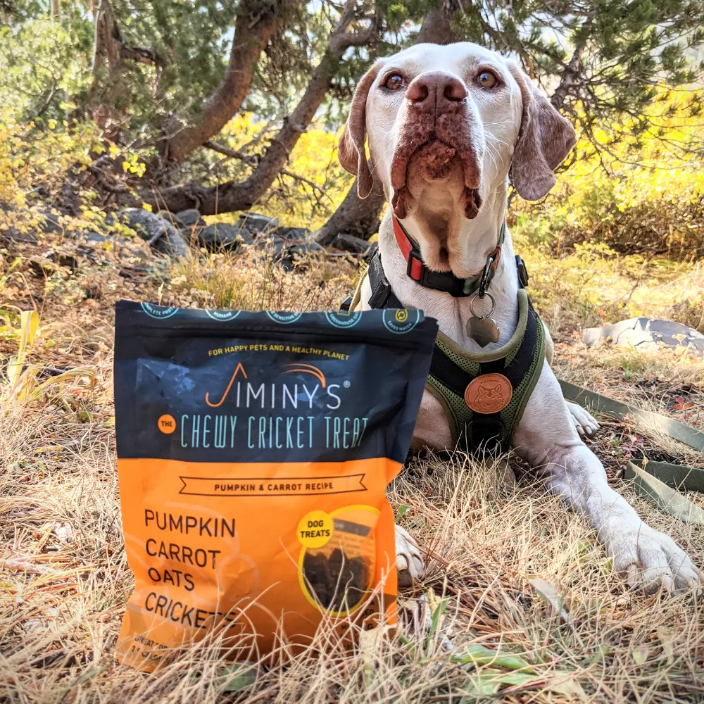 Pumpkin and Carrot 4 Pack Bundle