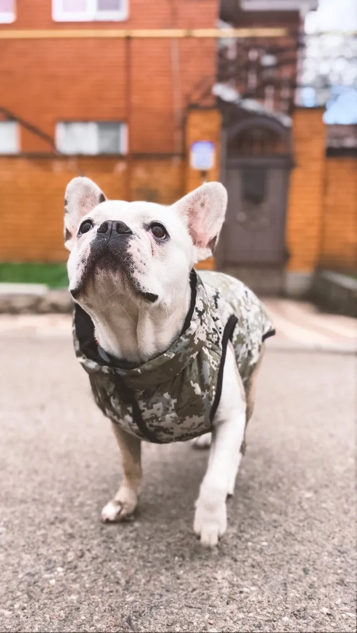 WAUDOG MILITARY DESIGN DOG JACKET