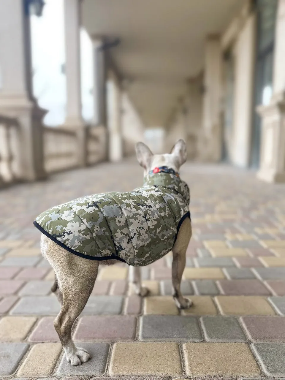 WAUDOG MILITARY DESIGN DOG JACKET
