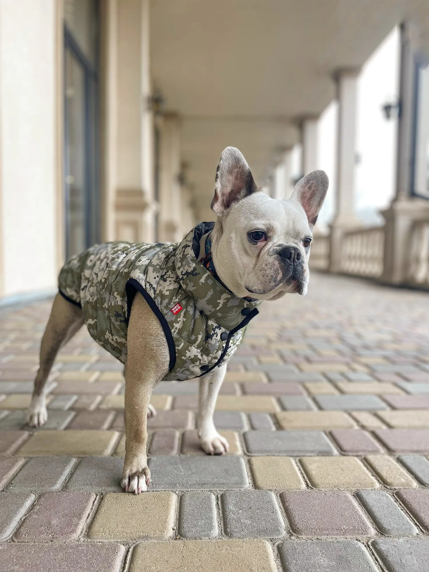 WAUDOG MILITARY DESIGN DOG JACKET